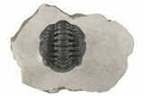 Curled Morocops Trilobite Fossil - Very Nice Prep #204241-2